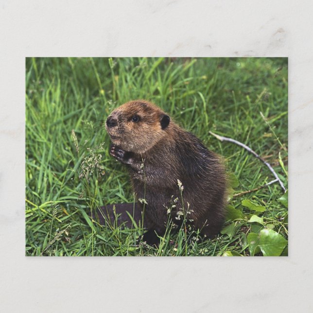 Carte Postale Cute Petit Castor (Devant)