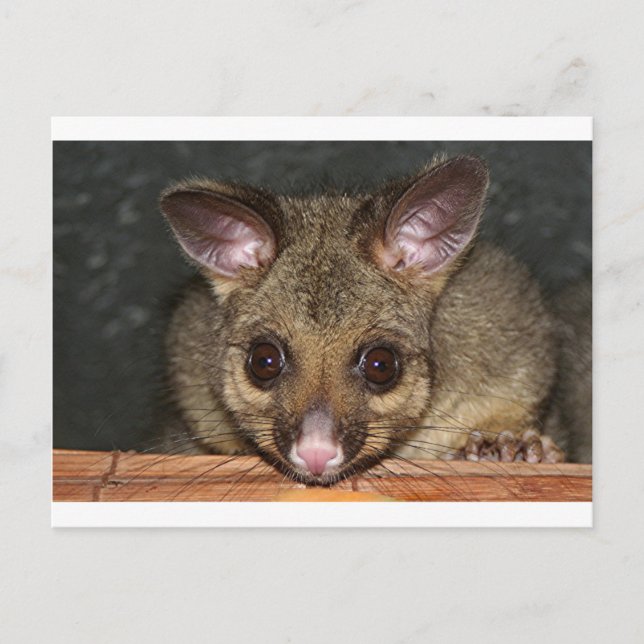 Carte Postale Cute Posum australien (Devant)