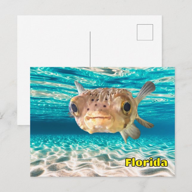 Carte Postale Cute Puffer Fish dans l'océan Pacifique sous l'eau (Devant / Derrière)