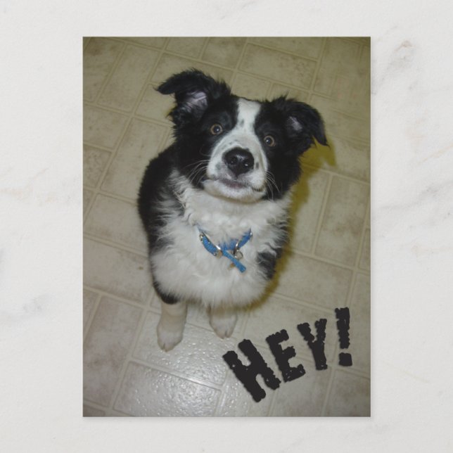 Carte postale Cute Pup (Devant)