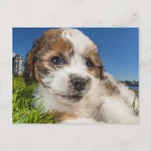 Carte Postale Cute puppy dog