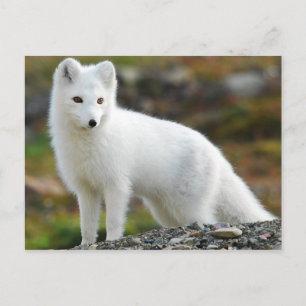 Carte Postale Cute renard arctique