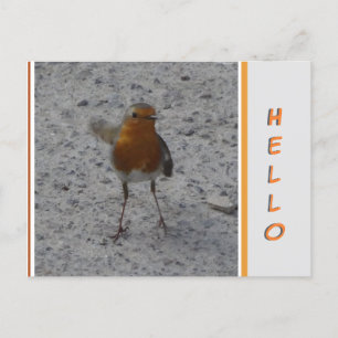 Carte postale Cute Robin HELLO