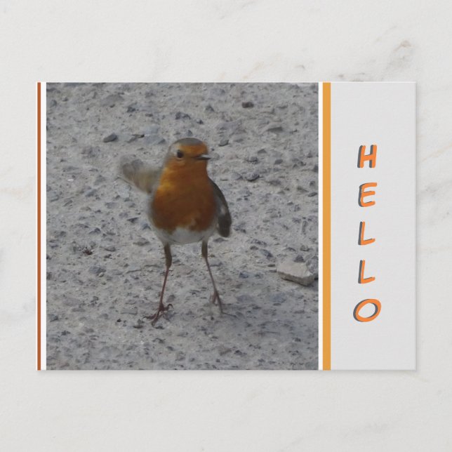 Carte postale Cute Robin HELLO (Devant)