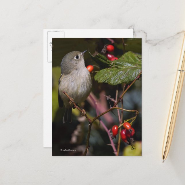 Carte Postale Cute Rouby-Crowned Kinglet Songbird sur Bush (Devant/Arrière en situation)