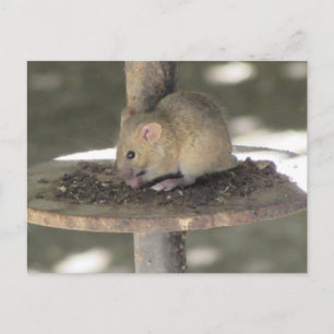 Carte Postale Cute Souris Sneaking a Repas