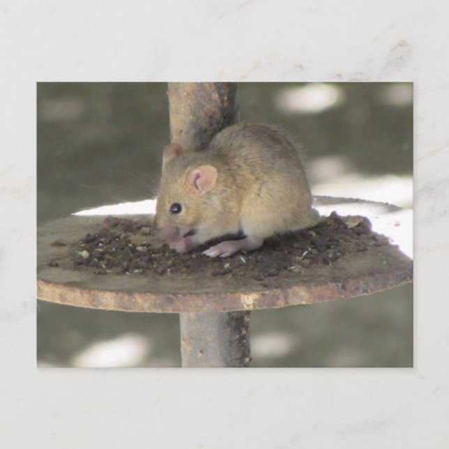 Carte Postale Cute Souris Sneaking a Repas (Devant)