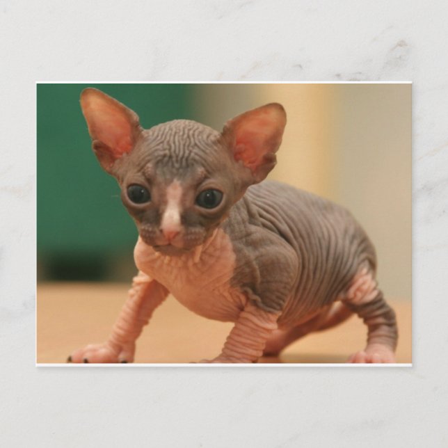 Carte Postale Cute sphynx chaton (Devant)