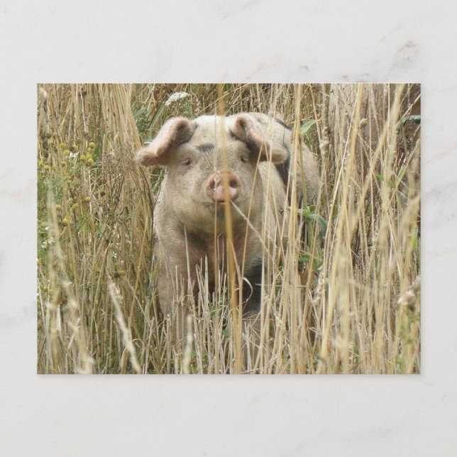 Carte postale Cute Spotty Pig (Devant)