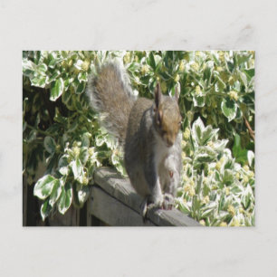 Carte postale Cute Squirrel