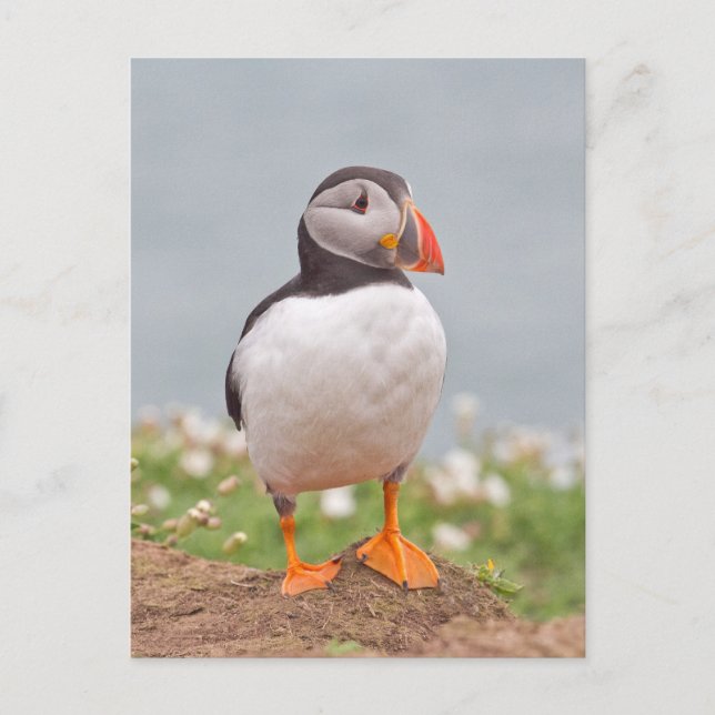 Carte Postale Cute Standing Puffin (Devant)