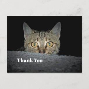 Carte Postale Cute Tabby Chat Pékin Merci photo