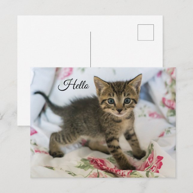 Carte Postale Cute Tabby Kitten À L'Air Surpris Bonjour (Devant / Derrière)
