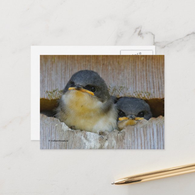 Carte Postale Cute Tree Swallow Baby regarde le Big World (Devant/Arrière en situation)