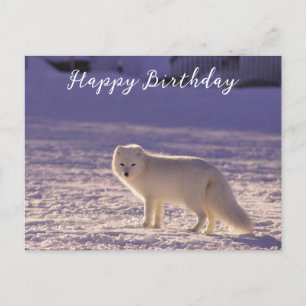 Carte Postale Cute White Arctic Fox neige hiver Photographie