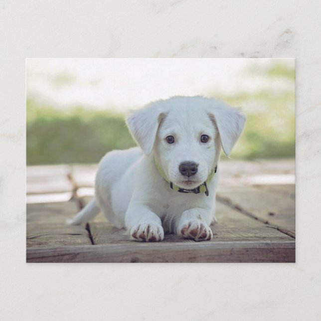 Carte Postale cute white dog puppy (Devant)