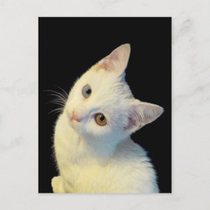 Carte postale Cute White Van Kitten