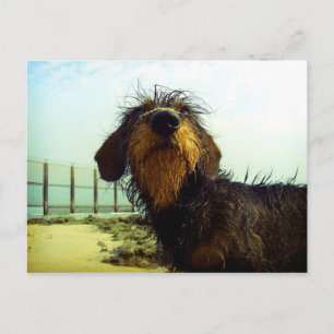 Carte Postale Cute wiredhair Dachshund at the beach