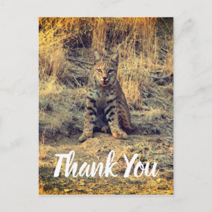Carte Postale Cute Young Bobcat Merci