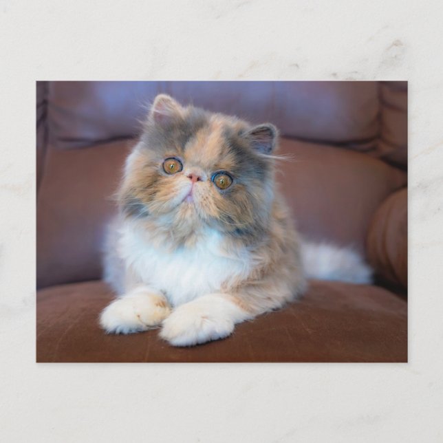 Carte Postale Cutest Baby Animals | Calico Persian Kitten (Devant)