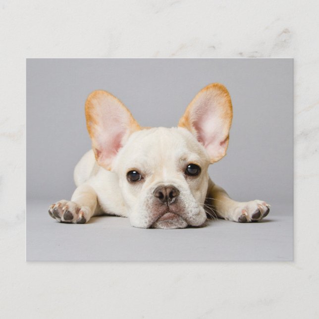 Carte Postale Cutest Baby Animals | French Bulldog Lying Down (Devant)