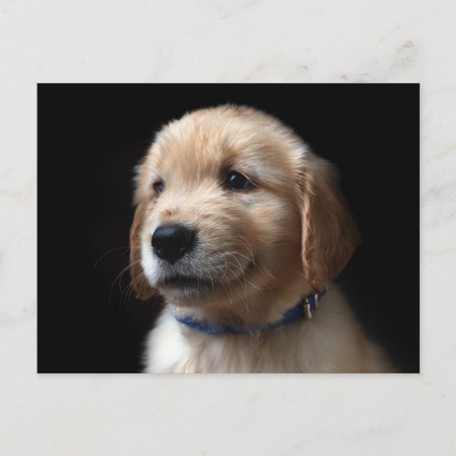 Carte Postale Cutest Baby Animals | Golden Retriever Puppy (Devant)