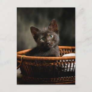 Carte Postale Cutest Baby Animals   Kitten in Basket