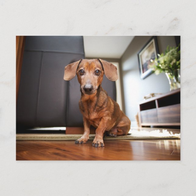 Carte Postale Cutest Baby Animals | Mini Dachshund Puppy (Devant)