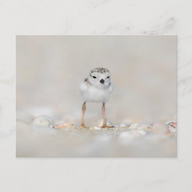 Carte Postale Cutest Baby Animals | Piping Plover Chick (Devant)