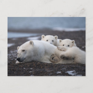 Carte Postale Cutest Baby Animals   Polar Bear Family Alaska