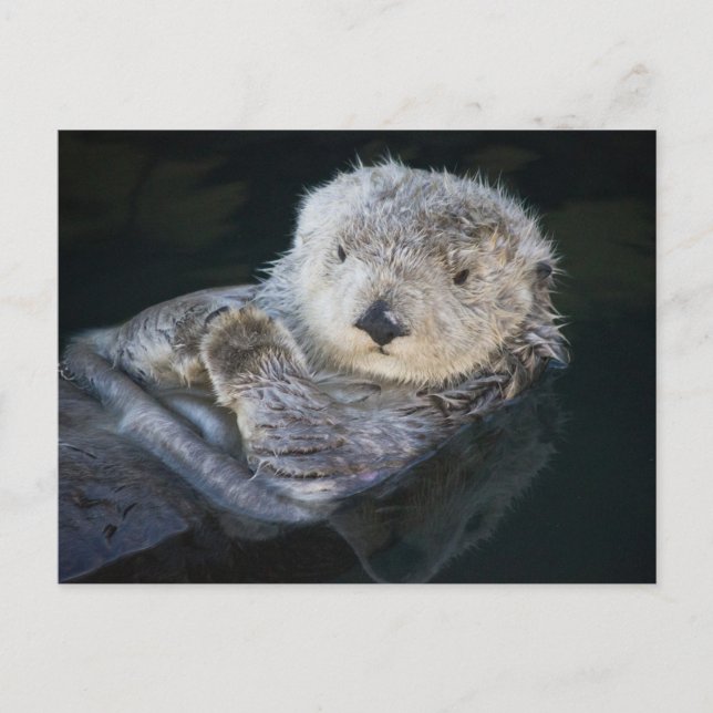 Carte Postale Cutest Baby Animals | Sea Otter Floating (Devant)