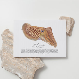 Carte postale Cutt-fish