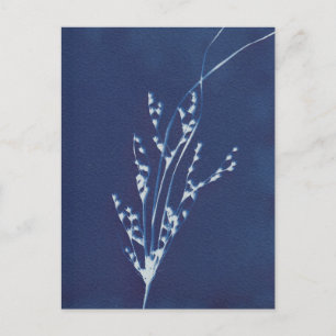 Carte postale Cyanotype Impression Gris Bleu Blanc