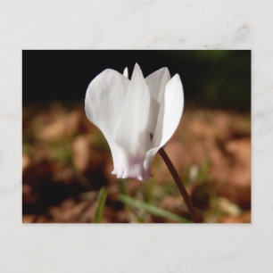 Carte postale Cyclamen blanc