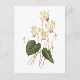 Carte Postale cyclamen (espèces de cyclamen) par Redouté