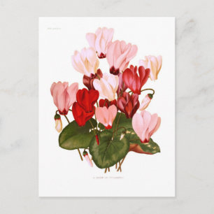 Carte Postale Cyclamens