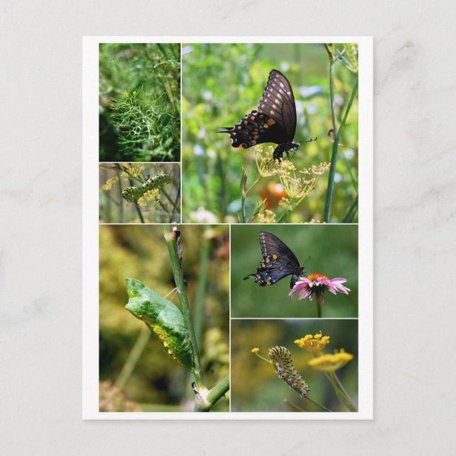 Carte postale Cycle de vie du papillon noir Swallo (Devant)