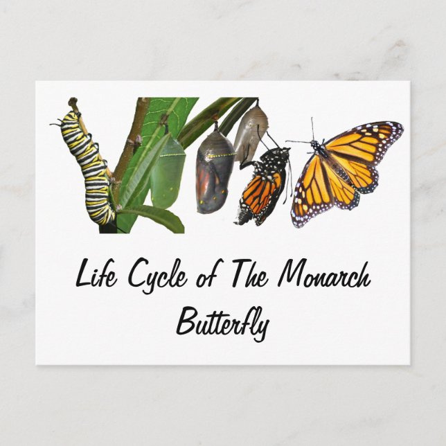 CARTE POSTALE CYCLE DE VIE MONARCH (Devant)