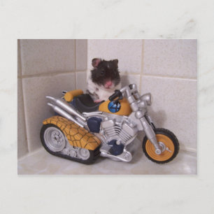 Carte Postale cycle noah