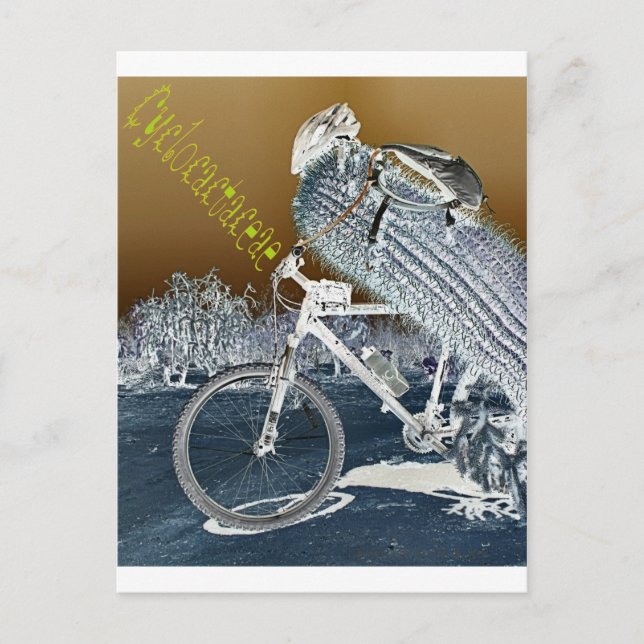 Carte Postale Cyclocactacées (Devant)
