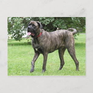 Carte Postale Cyclone Mastiff néopolite 01