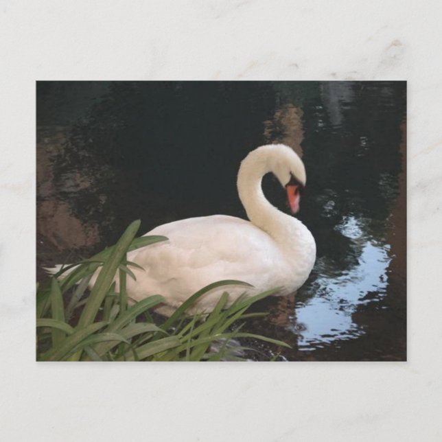Carte Postale Cygne (Devant)