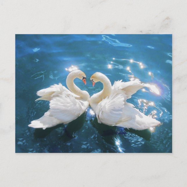 Carte postale cygne (Devant)