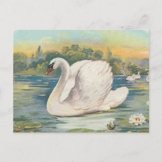 Carte Postale Cygne