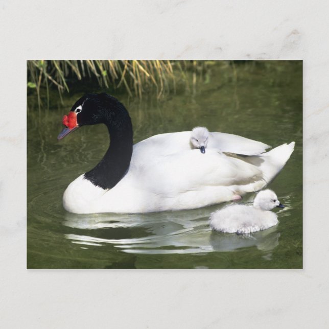 Carte Postale Cygne à cou noir adulte et cygnets dans l'eau. (Devant)