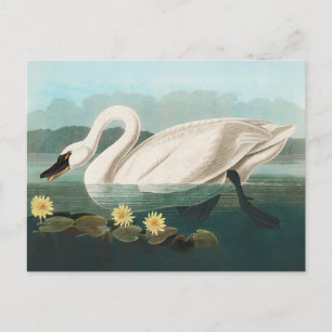 Carte Postale cygne audubon cygnes d'eau blanche