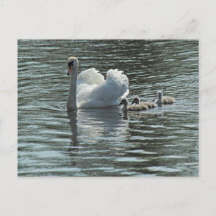 Carte Postale Cygne avec Cygnets Roath Park Lake, Cardiff, Pays 