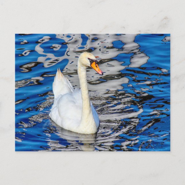 Carte Postale Cygne avec réflexions (Devant)