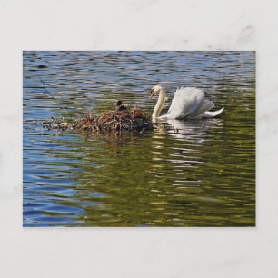 Carte Postale Cygne avec torchon eurasien assis sur son nid