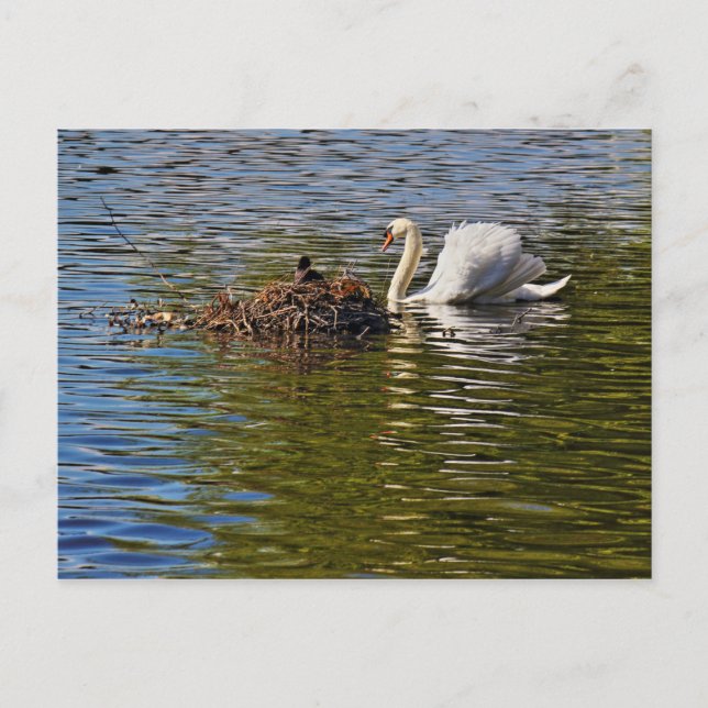Carte Postale Cygne avec torchon eurasien assis sur son nid (Devant)